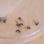 Primeira morte por dengue em 2026 é confirmada em Bonito, MS