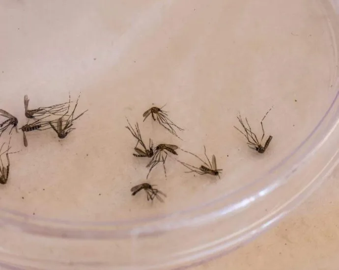 Primeira morte por dengue em 2026 é confirmada em Bonito, MS