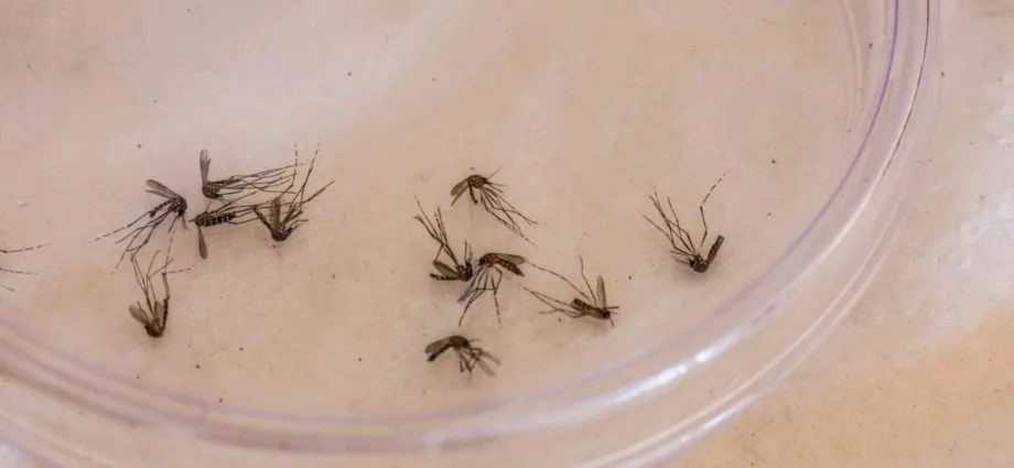 Primeira morte por dengue em 2026 é confirmada em Bonito, MS