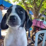 Atendimentos veterinários gratuitos para cães e gatos em agosto em Campo Grande
