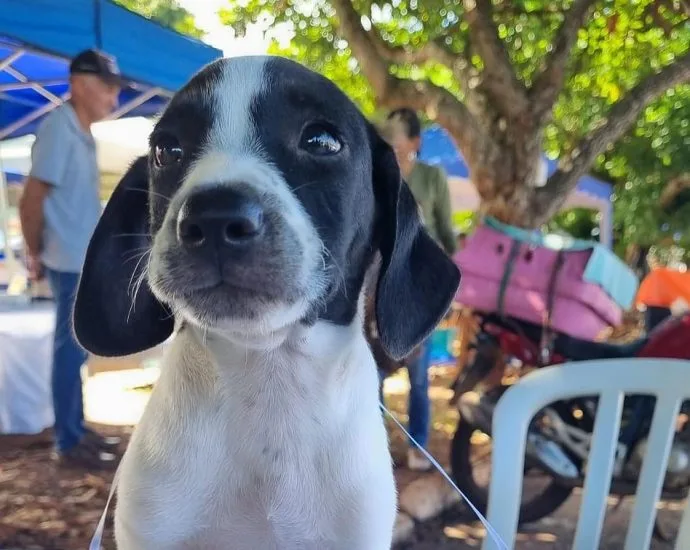 Atendimentos veterinários gratuitos para cães e gatos em agosto em Campo Grande