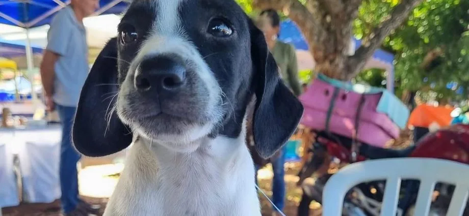 Atendimentos veterinários gratuitos para cães e gatos em agosto em Campo Grande