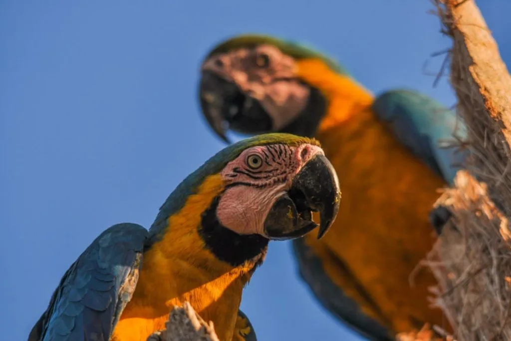 Arara-canindé chama atenção pelas cores azul e amarelo. (Foto: Marcelo Calazans)