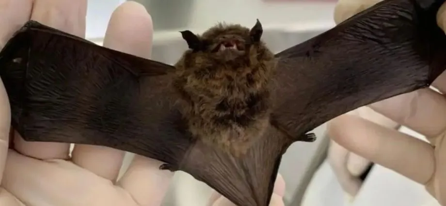 Campo Grande registra 12º caso de raiva em morcegos em 2026