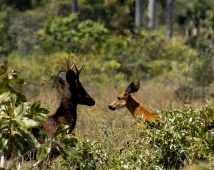 Veado preto é registrado no Pantanal; origem ainda é um mistério