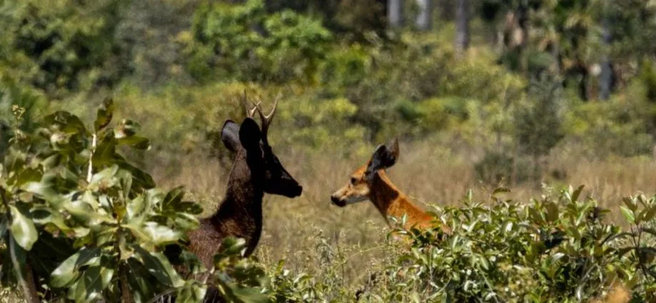 Veado preto é registrado no Pantanal; origem ainda é um mistério