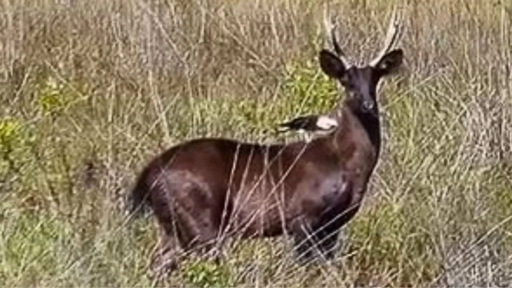 Veado preto é registrado no Pantanal; origem ainda é um mistério