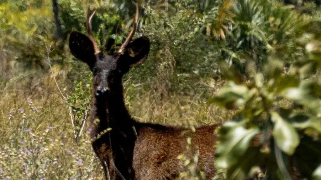 Veado preto é registrado no Pantanal; origem ainda é um mistério