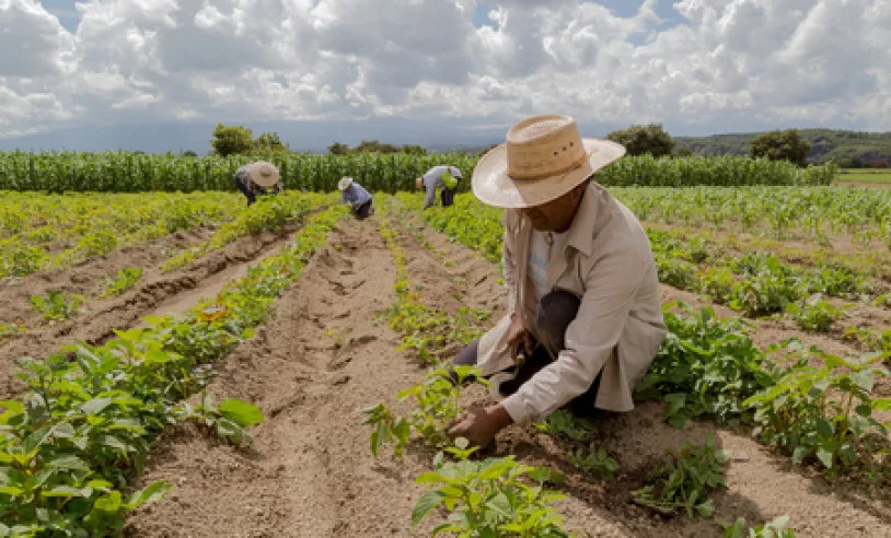 Agricultor trabalhando na lavoura para ilustrar empregos no agro