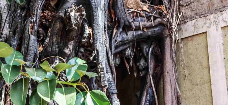 Fogo atinge novamente a 'árvore assassina' em Jardim América