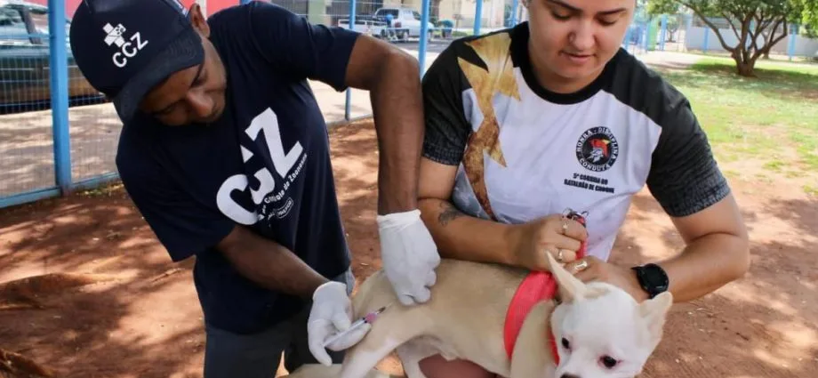 Censo animal em Campo Grande vai mapear população de pets