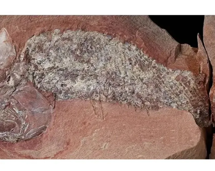 Fóssil de peixe pré-histórico é encontrado em Mato Grosso