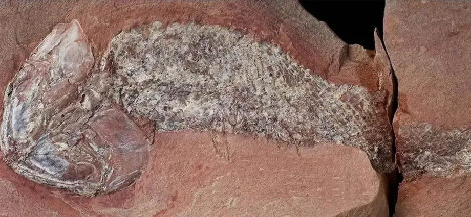 Fóssil de peixe pré-histórico é encontrado em Mato Grosso