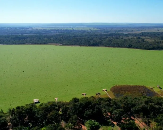 Espécie invasora toma conta da Represa do Mimoso em Ribas do Rio Pardo