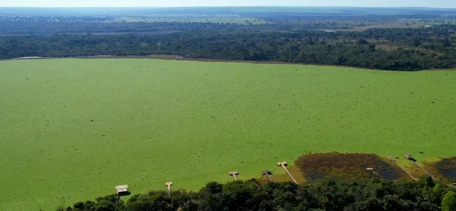 Espécie invasora toma conta da Represa do Mimoso em Ribas do Rio Pardo