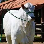 Flamboyant Agropecuária reforça genética do Nelore Mocho com novas aquisições