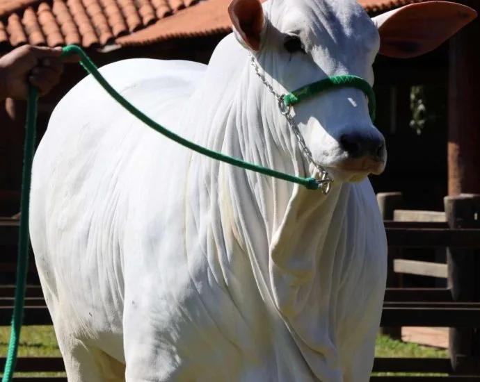 Flamboyant Agropecuária reforça genética do Nelore Mocho com novas aquisições