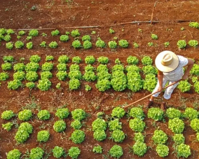 Prefeitura de Campo Grande lança chamada pública para agricultores familiares