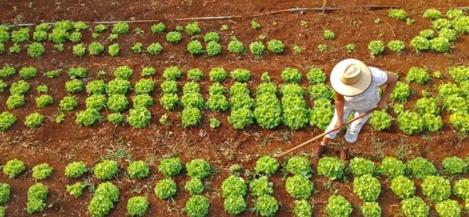 Prefeitura de Campo Grande lança chamada pública para agricultores familiares
