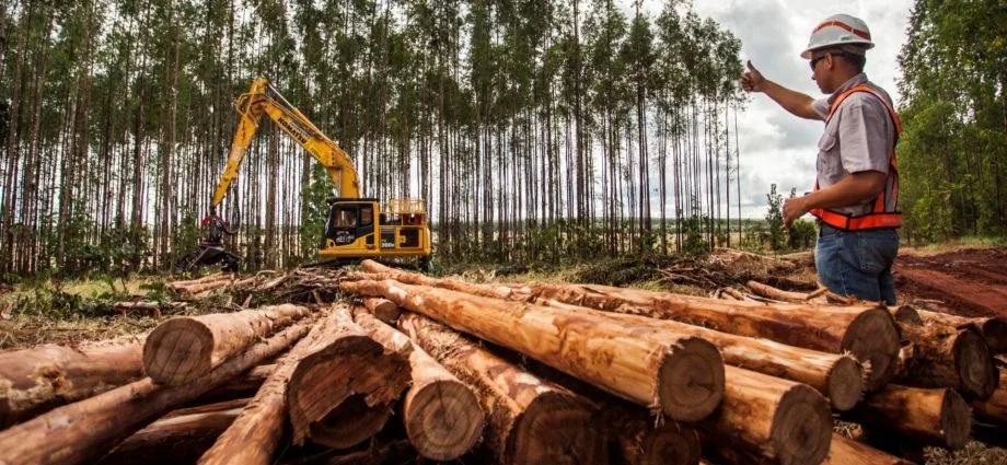 Suzano oferece 18 vagas de emprego em três municípios de MS