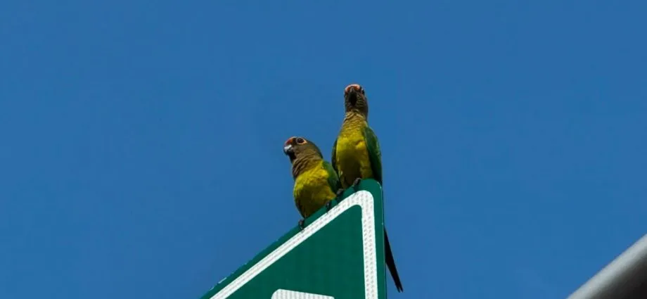 Tempo quente e seco em Mato Grosso do Sul, com possibilidade de chuva isolada