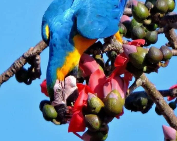 Araras-canindé em Três Lagoas são flagradas colhendo flores para se alimentar