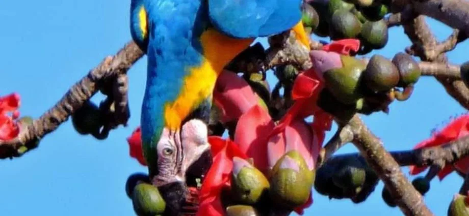 Araras-canindé em Três Lagoas são flagradas colhendo flores para se alimentar