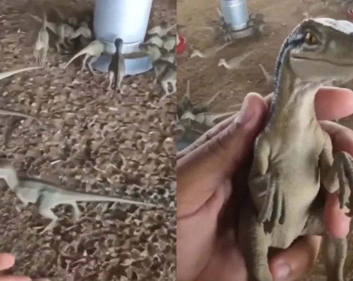 Venda de dinossauros por R$ 500 gera revolta na web em Minas Gerais