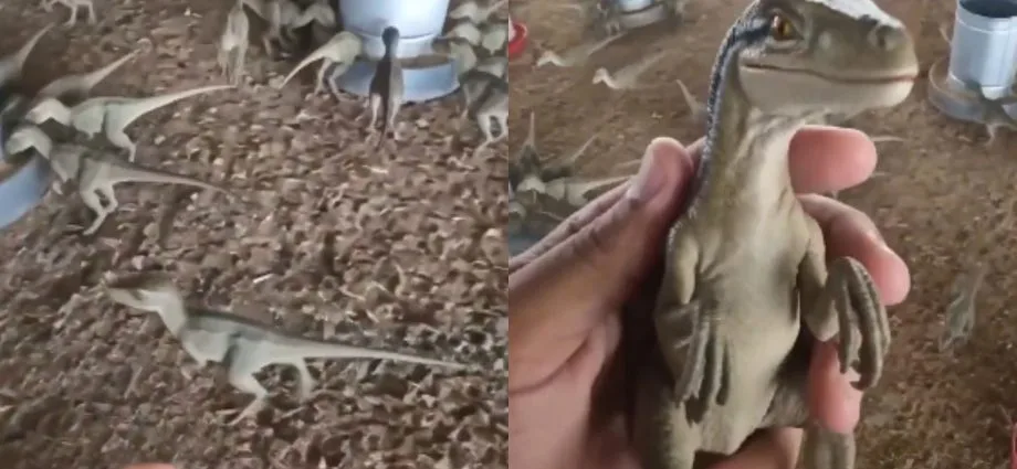 Venda de dinossauros por R$ 500 gera revolta na web em Minas Gerais