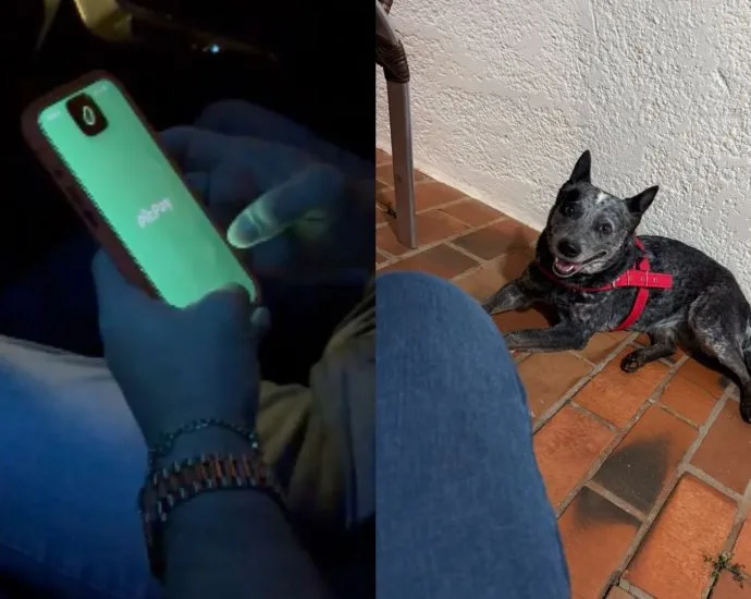 Moradores ajudam a encontrar cadela perdida e recebem R$ 4 mil em Campo Grande