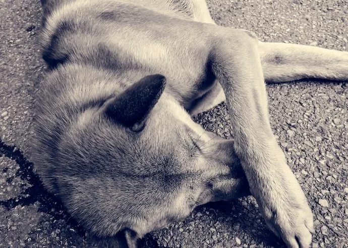 Cadastro Estadual de Agressores de Animais é Proposto em Mato Grosso do Sul