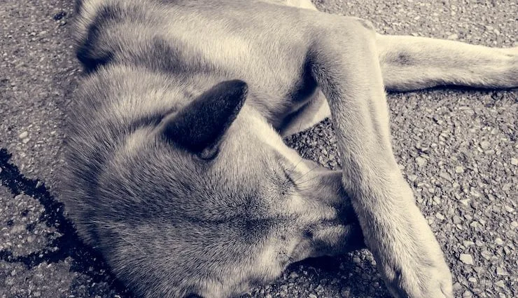 Cadastro Estadual de Agressores de Animais é Proposto em Mato Grosso do Sul