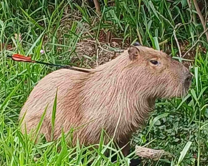 Capivara encontrada com flecha na Avenida Ernesto Geisel em Campo Grande