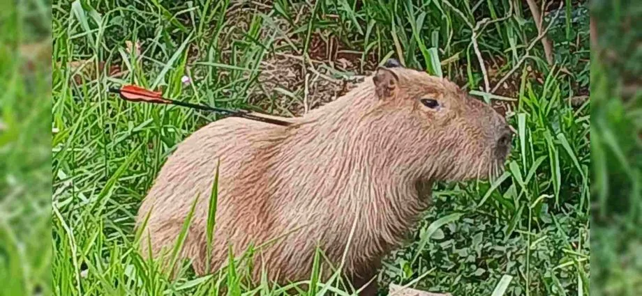Capivara encontrada com flecha na Avenida Ernesto Geisel em Campo Grande