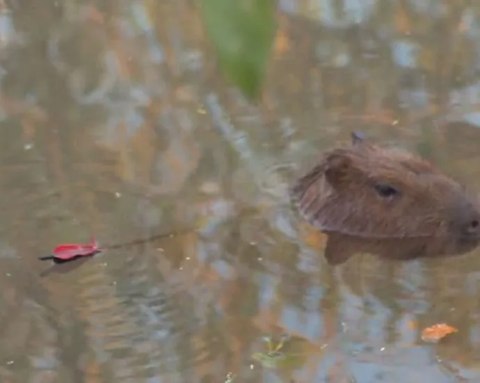 Capivara com flecha nas costas é resgatada em Campo Grande