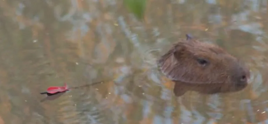 Capivara com flecha nas costas é resgatada em Campo Grande
