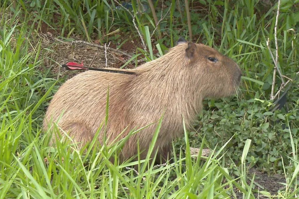 capivara flechada 2