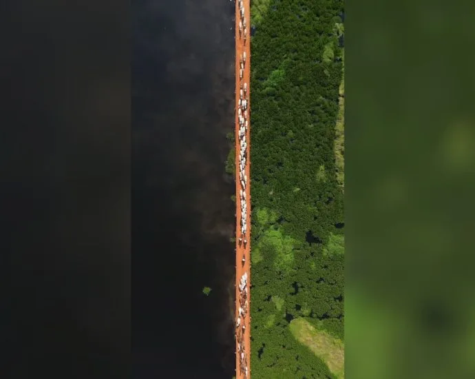 Caminho do gado entre rio e vegetação é registrado no Pantanal