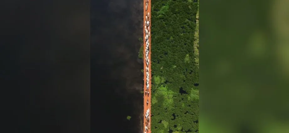 Caminho do gado entre rio e vegetação é registrado no Pantanal