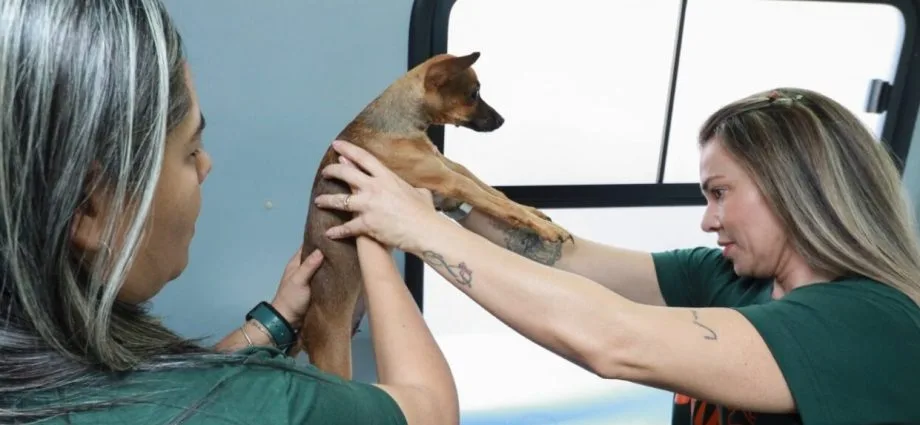 Consultório Móvel oferece atendimento veterinário gratuito em Campo Grande