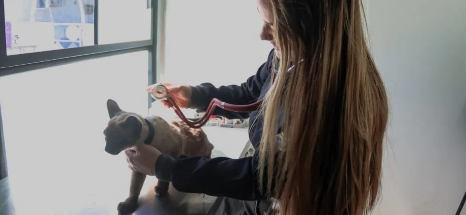 Consultório veterinário móvel levará atendimento gratuito a bairros de Campo Grande