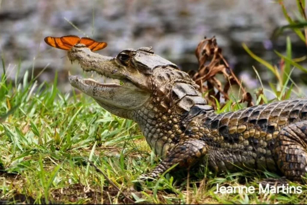Jacaré fica imóvel mesmo com borboleta pousando em seu rosto