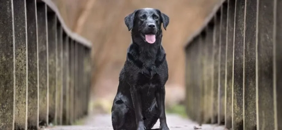 Indenização por compra de cachorro de raça não pura em Campo Grande