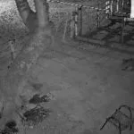 Onça-pintada volta a rondar casa em Corumbá e intimida moradores