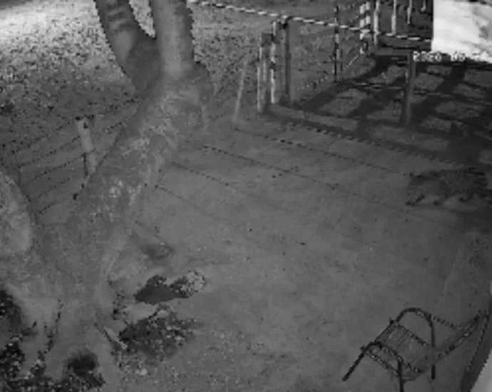 Onça-pintada volta a rondar casa em Corumbá e intimida moradores