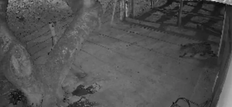 Onça-pintada volta a rondar casa em Corumbá e intimida moradores