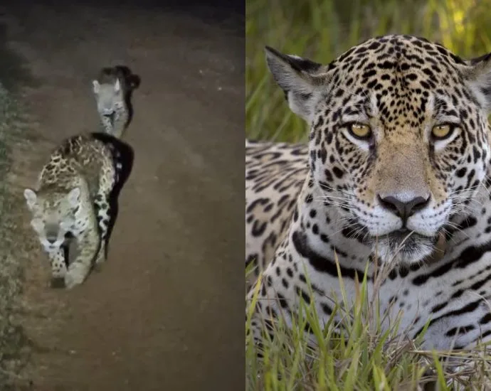 Onça-pintada vocaliza para chamar filhote em safari no Pantanal