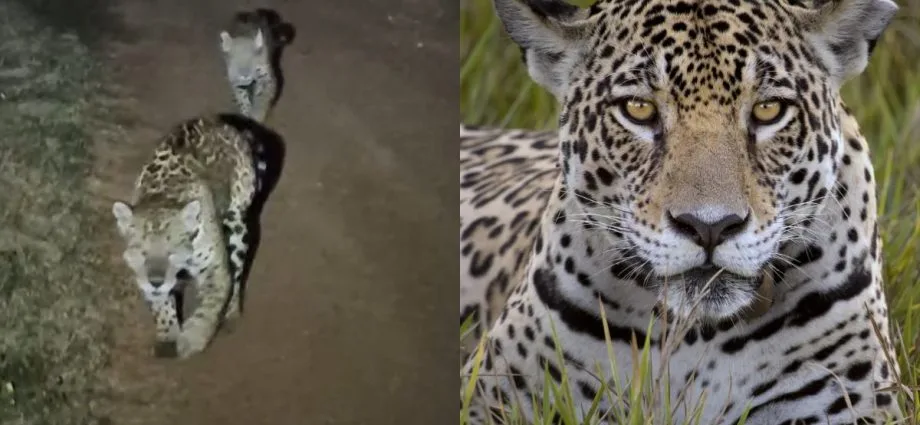 Onça-pintada vocaliza para chamar filhote em safari no Pantanal