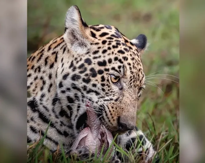 Filhote de onça-pintada é flagrado caçando tatu vivo no Pantanal