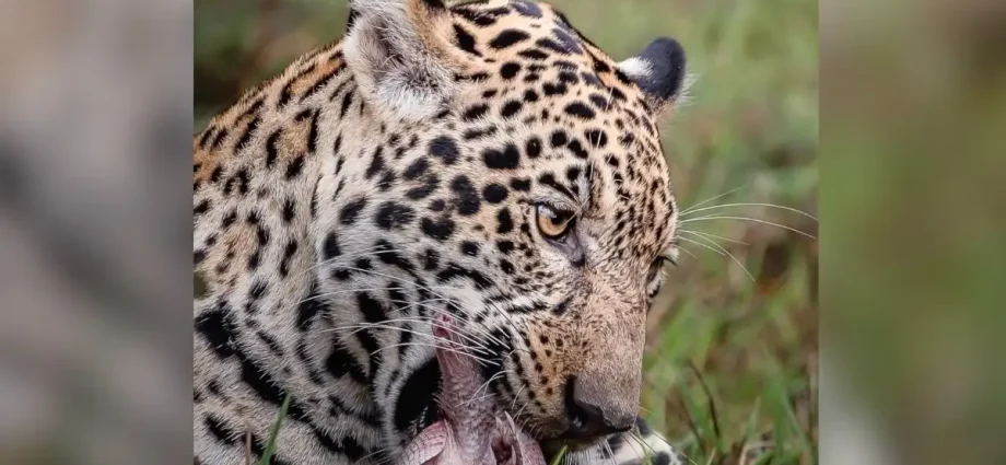Filhote de onça-pintada é flagrado caçando tatu vivo no Pantanal